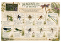 Dragonfly Printable Activity & Learning Pack | EYFS Nature Resource
