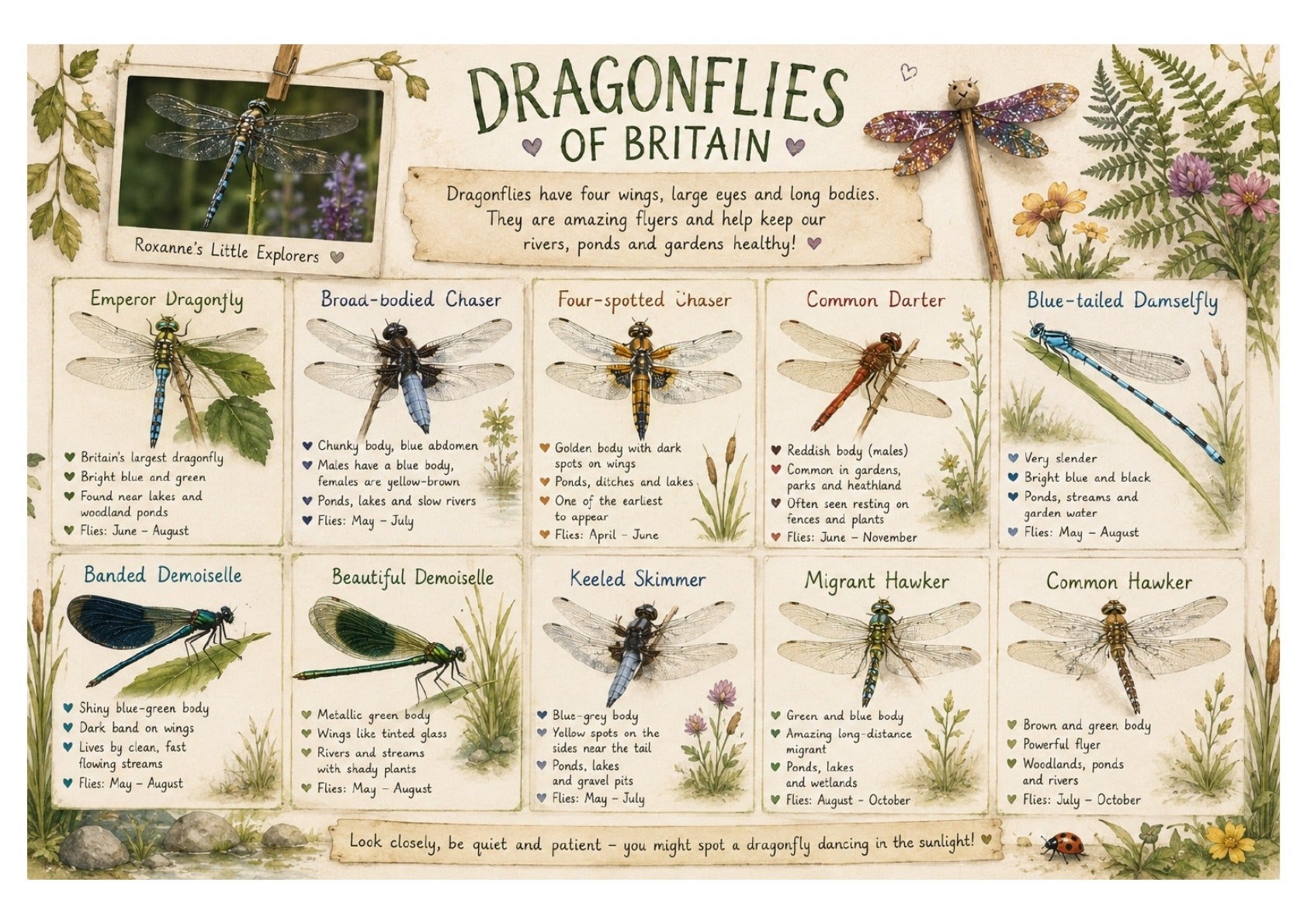 Dragonfly Printable Activity & Learning Pack | EYFS Nature Resource