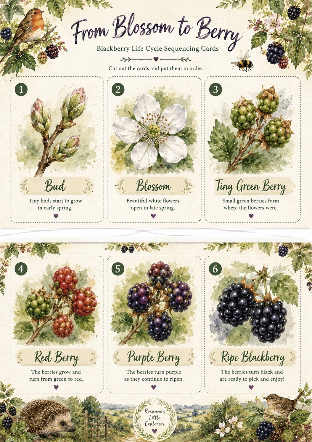 🫐🌿Blackberry Explorers EYFS Printable Pack | Hedgerow, Foraging, Maths, Literacy & Nature Activities