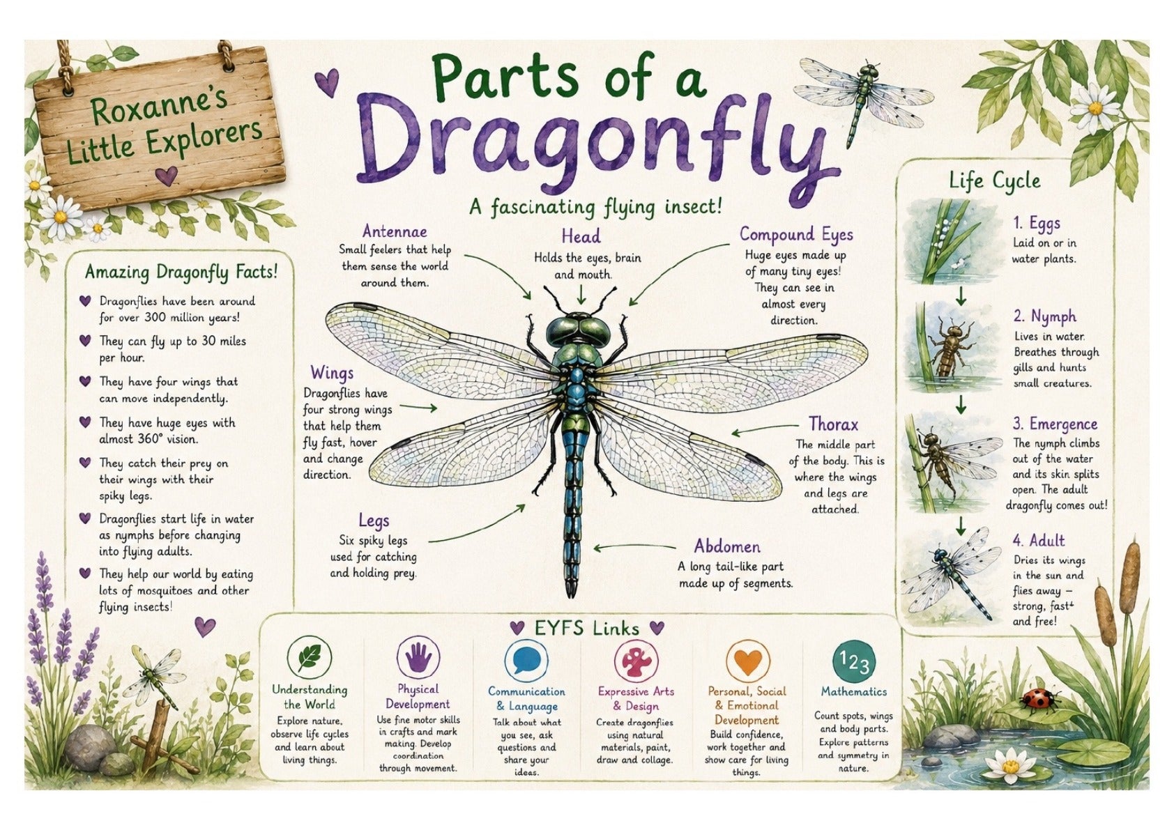Dragonfly Printable Activity & Learning Pack | EYFS Nature Resource