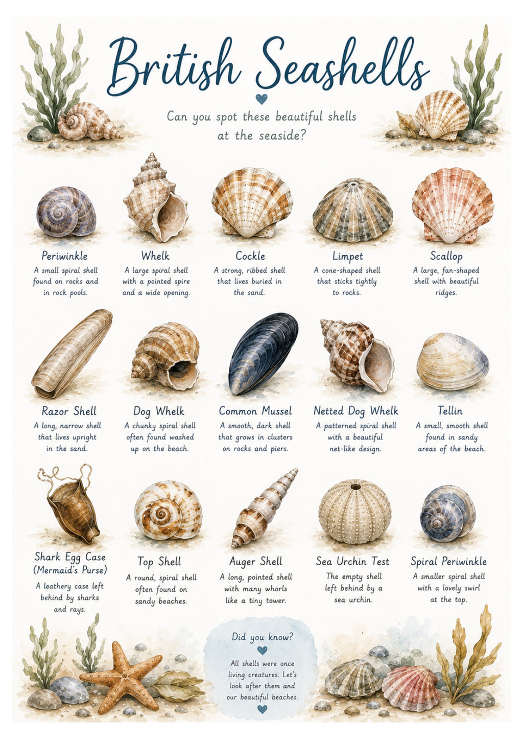 At the Seashore: Early Years Printable Activity Pack 🐚